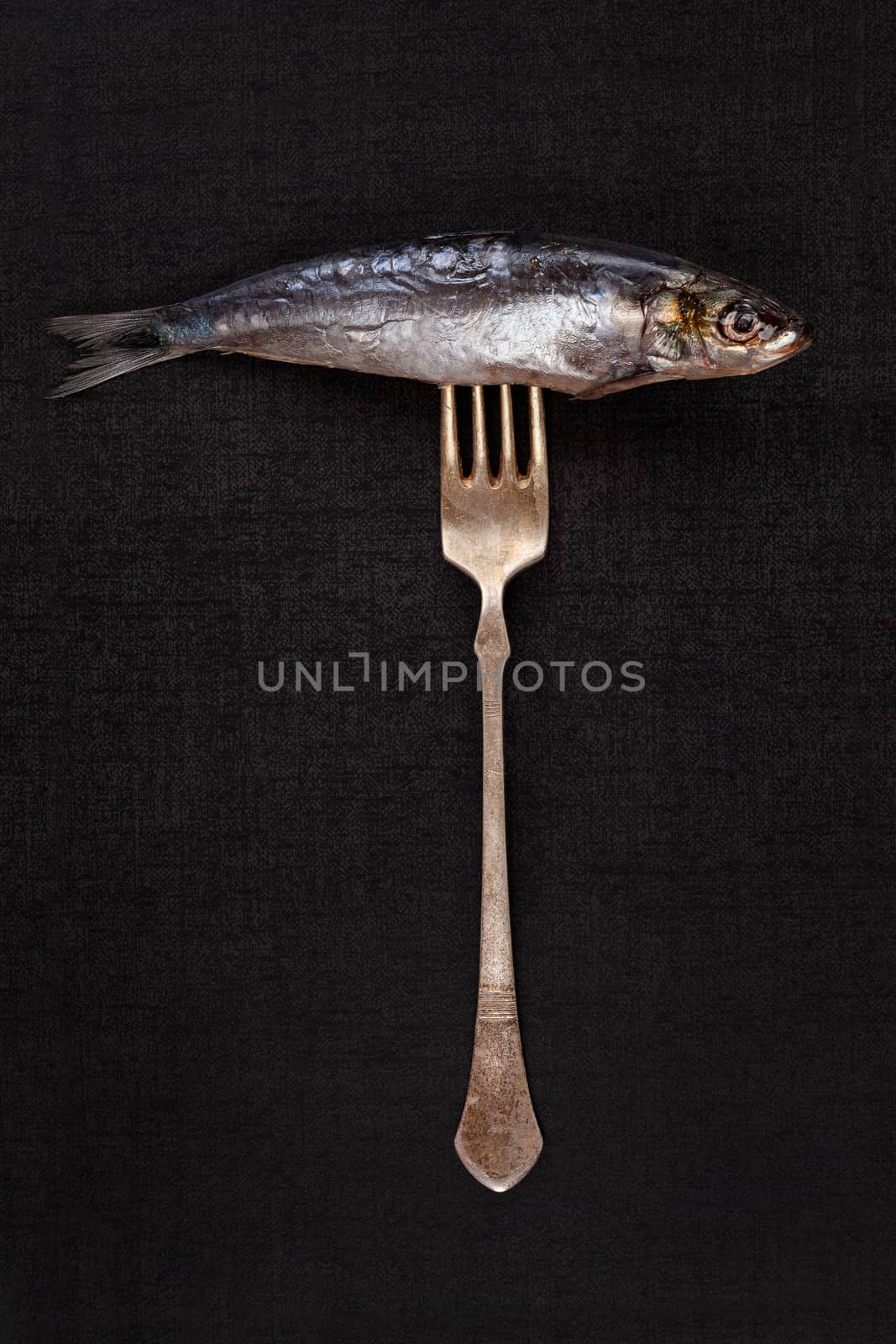 Fresh sardine fish on silver fork isolated on black background. Culinary seafood eating. 