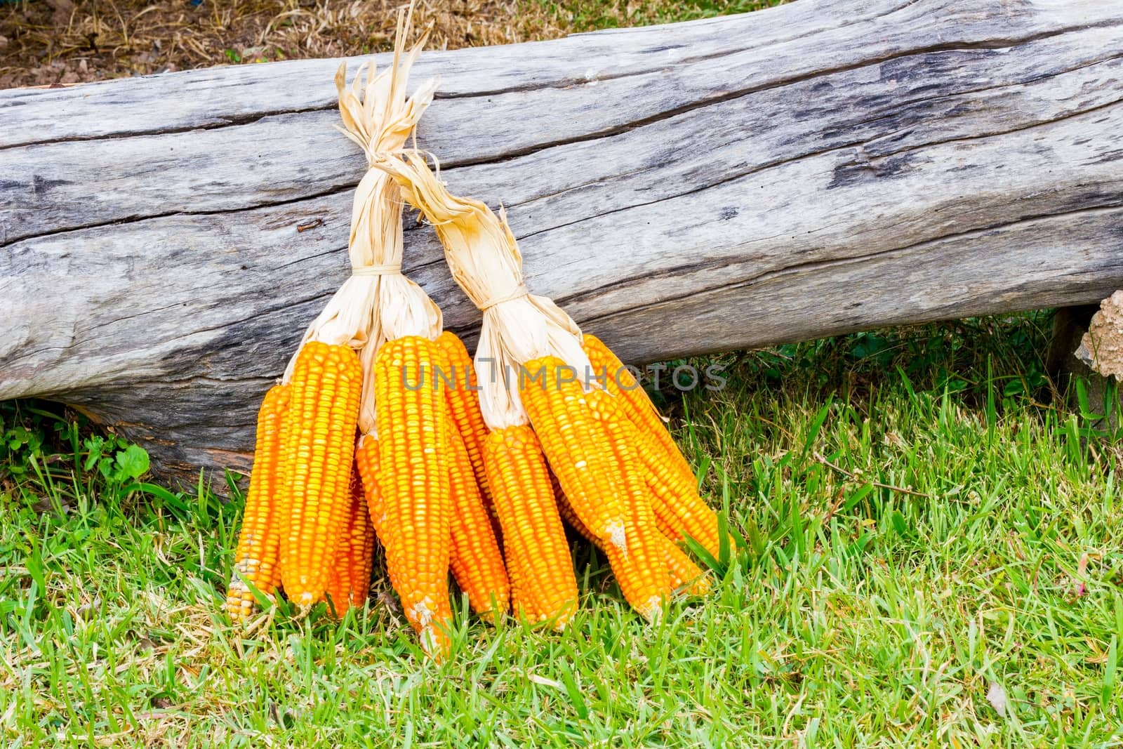 ear of ripe corn on green grass with dead wood log on the back