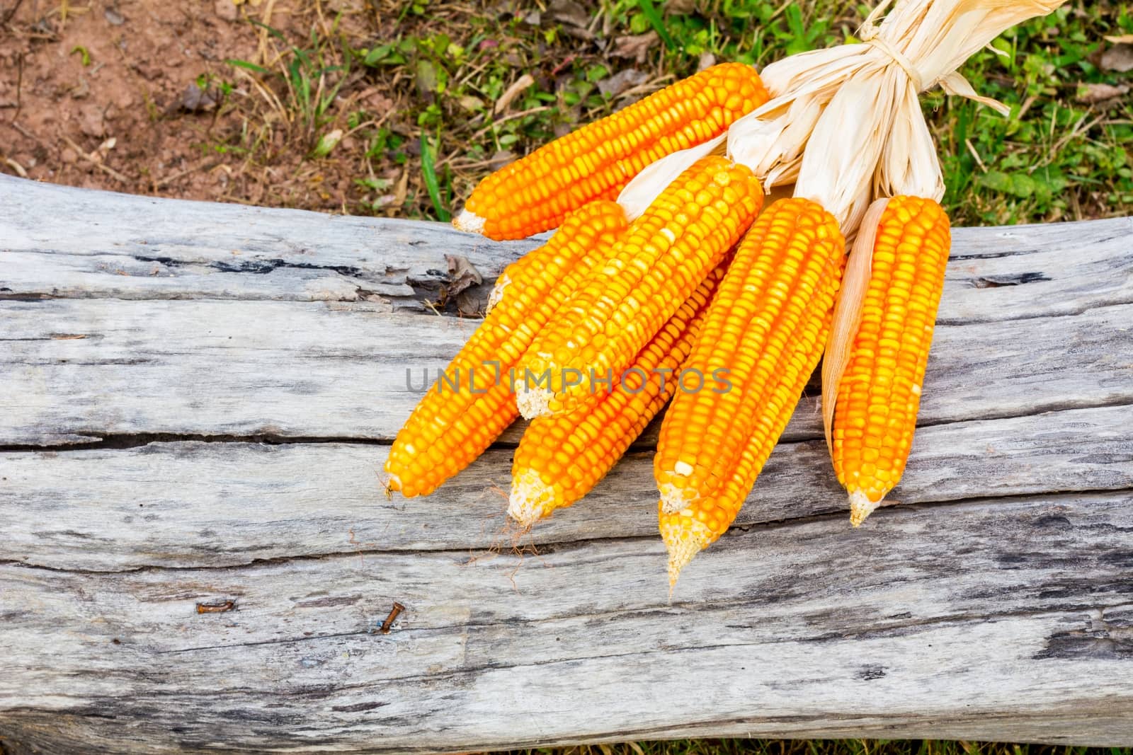 ear of ripe corn on dead wood log