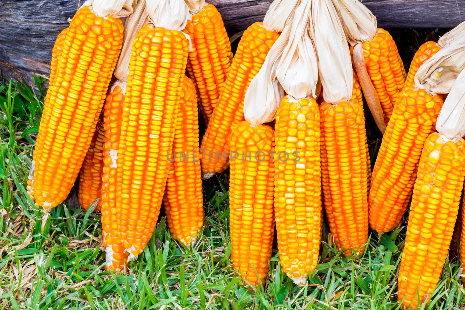 ear of ripe corn on green grass with dead wood log on the back