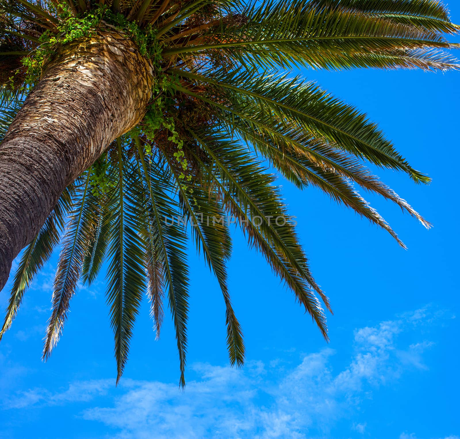 Kroon palms against the blue sky