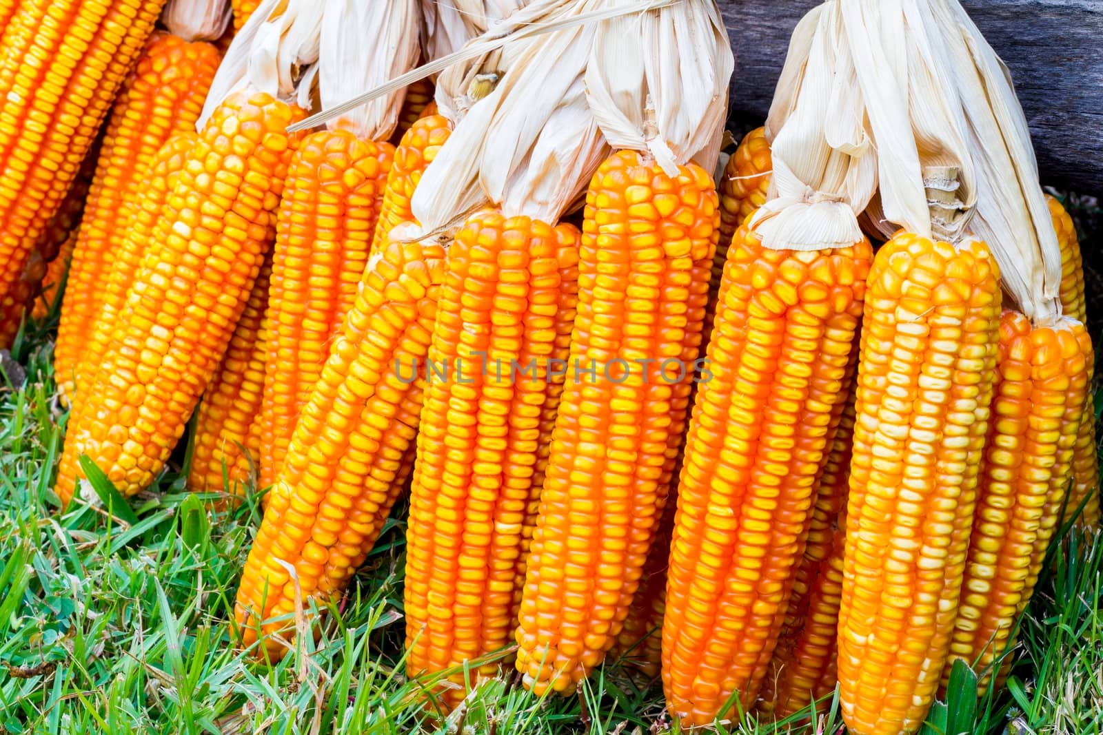 ear of ripe corn on green grass with dead wood log on the back