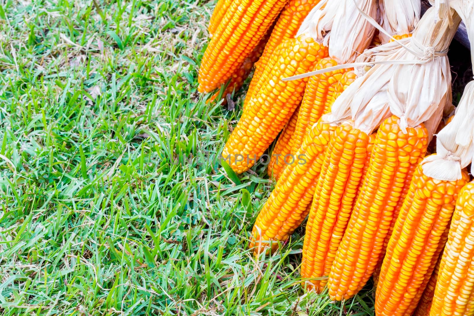 ear of ripe corn on  grass with copyspace, background