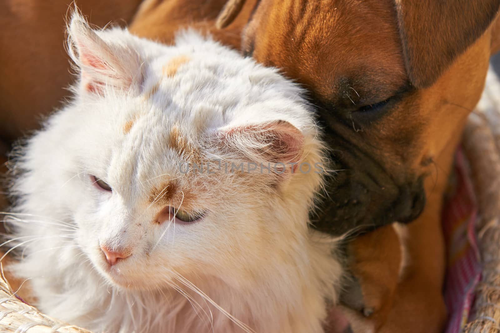 A small cat and a small dog playnig together as good friends