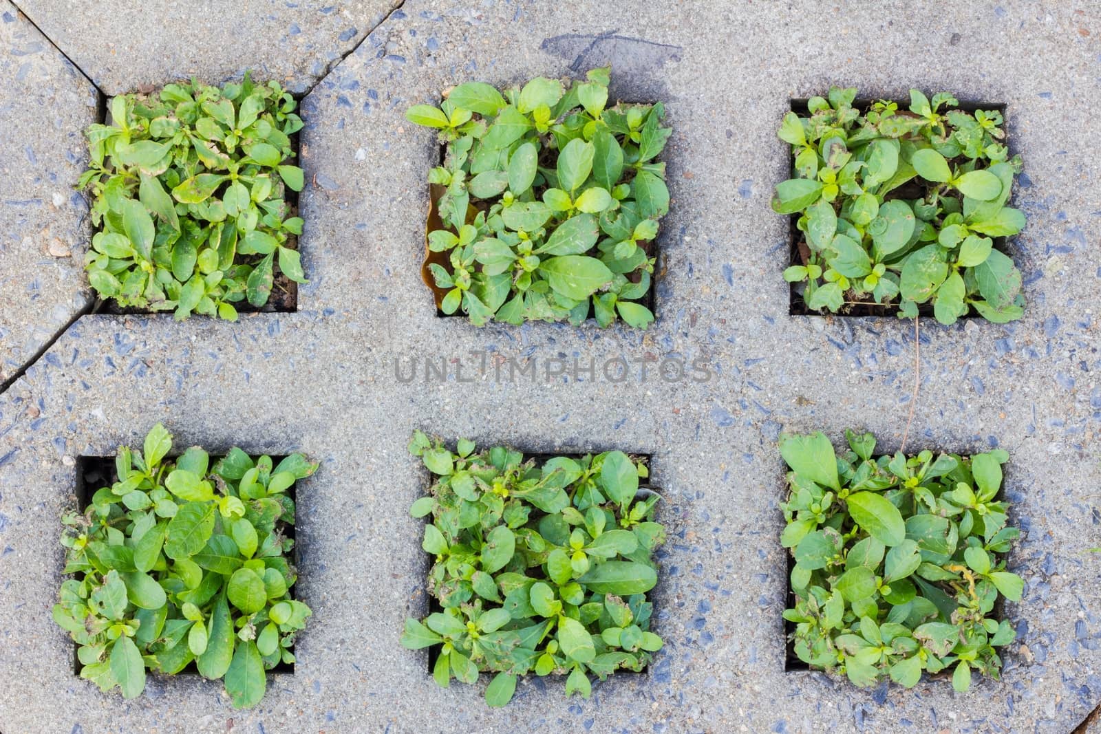green plants growing between concrete pavement, background