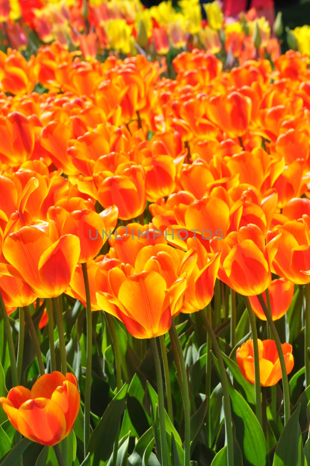 Colorful Tulips