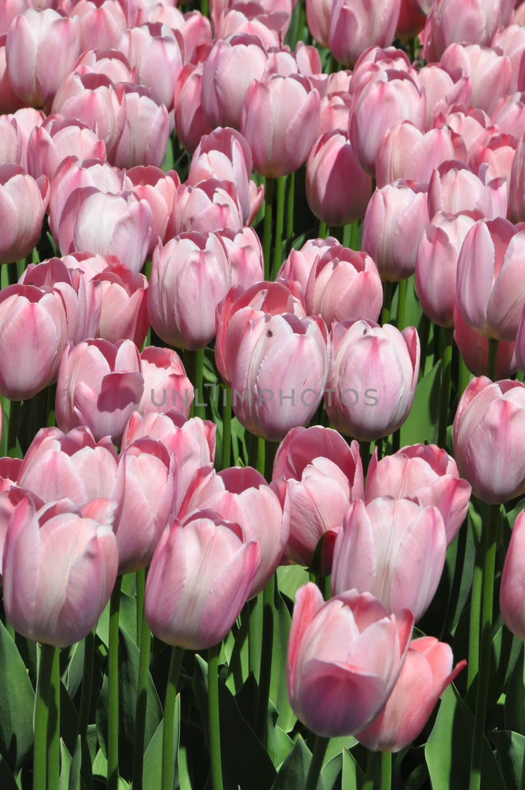 Colorful Tulips