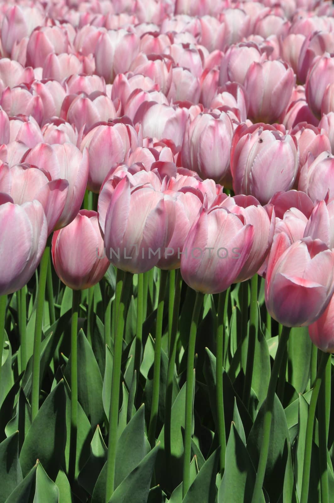 Tulips by sainaniritu