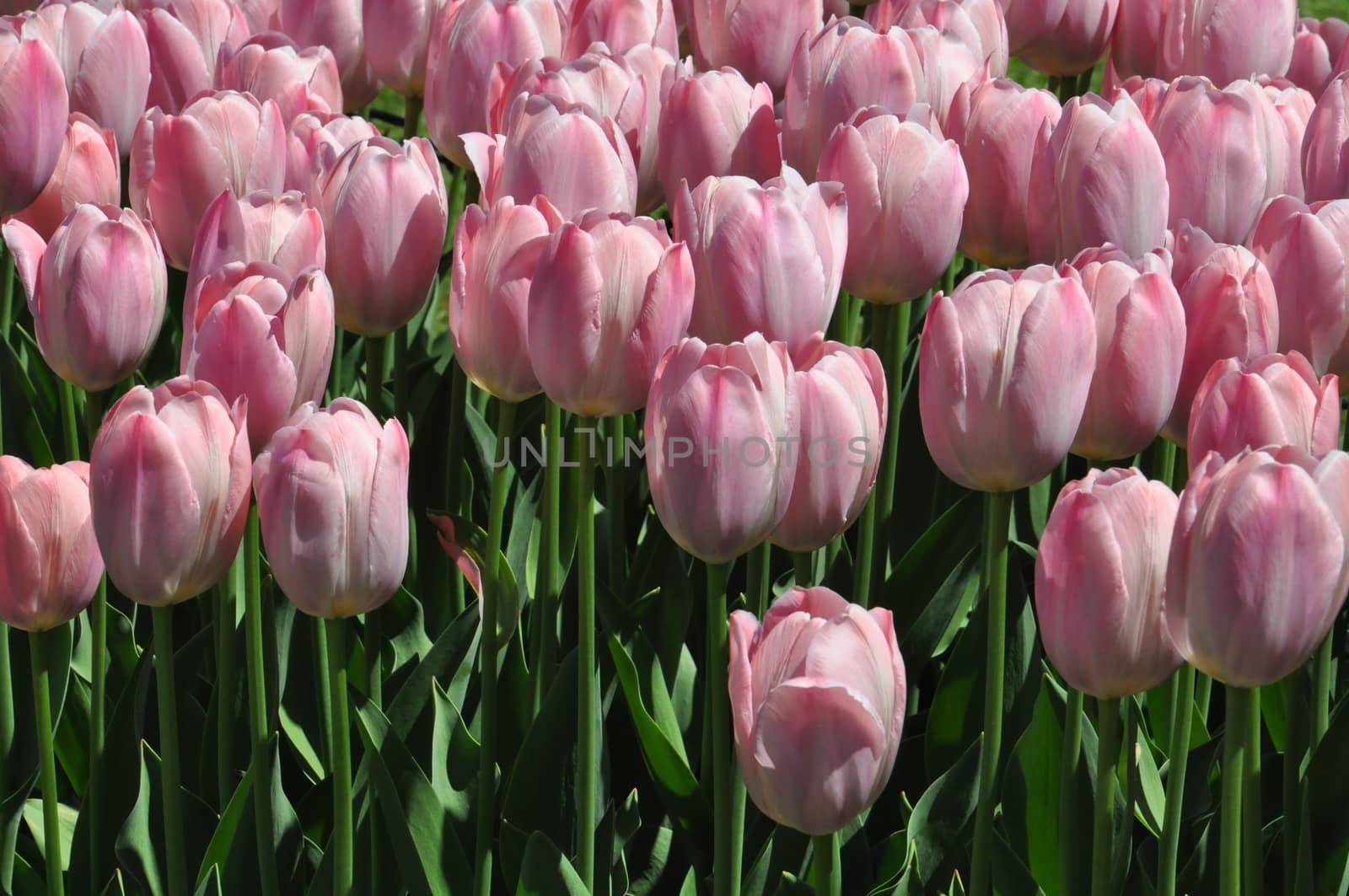 Colorful Tulips