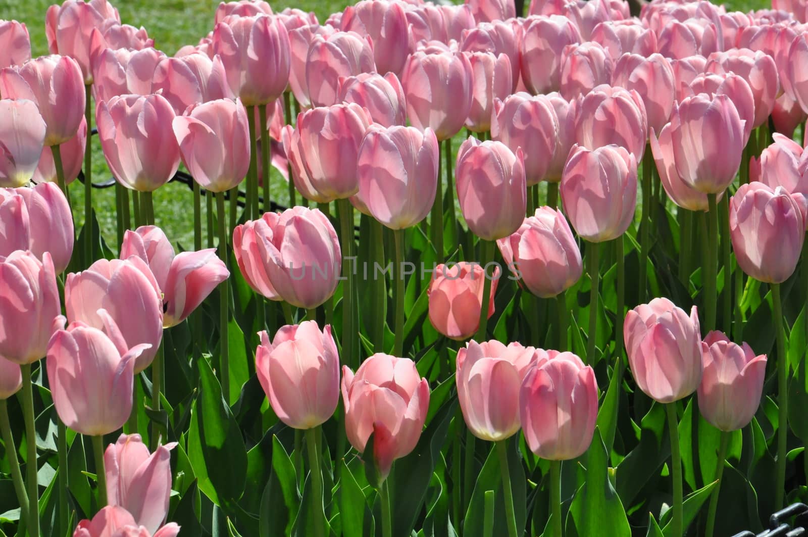 Colorful Tulips