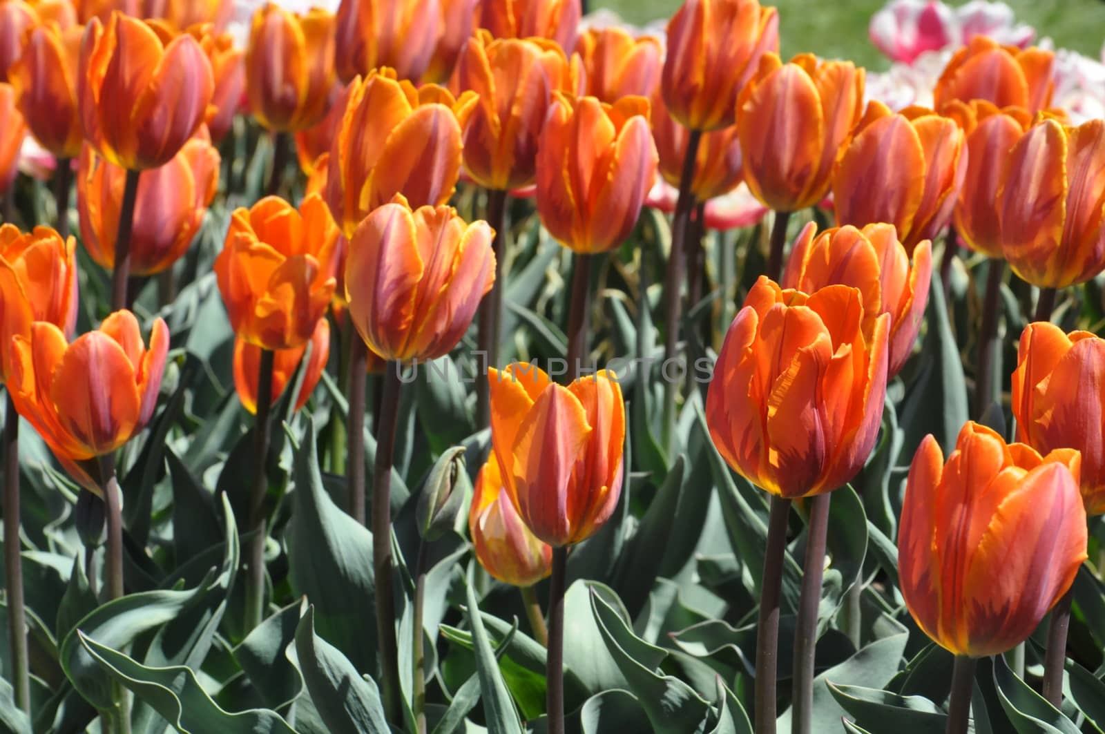 Tulips by sainaniritu