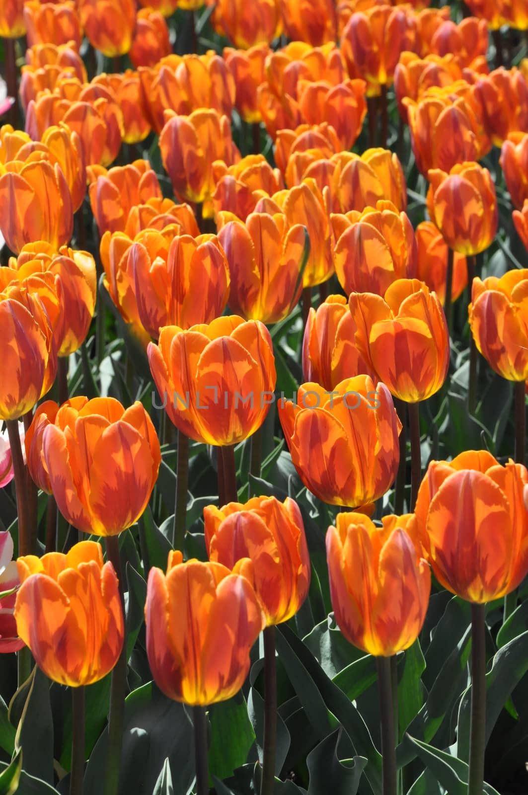 Colorful Tulips