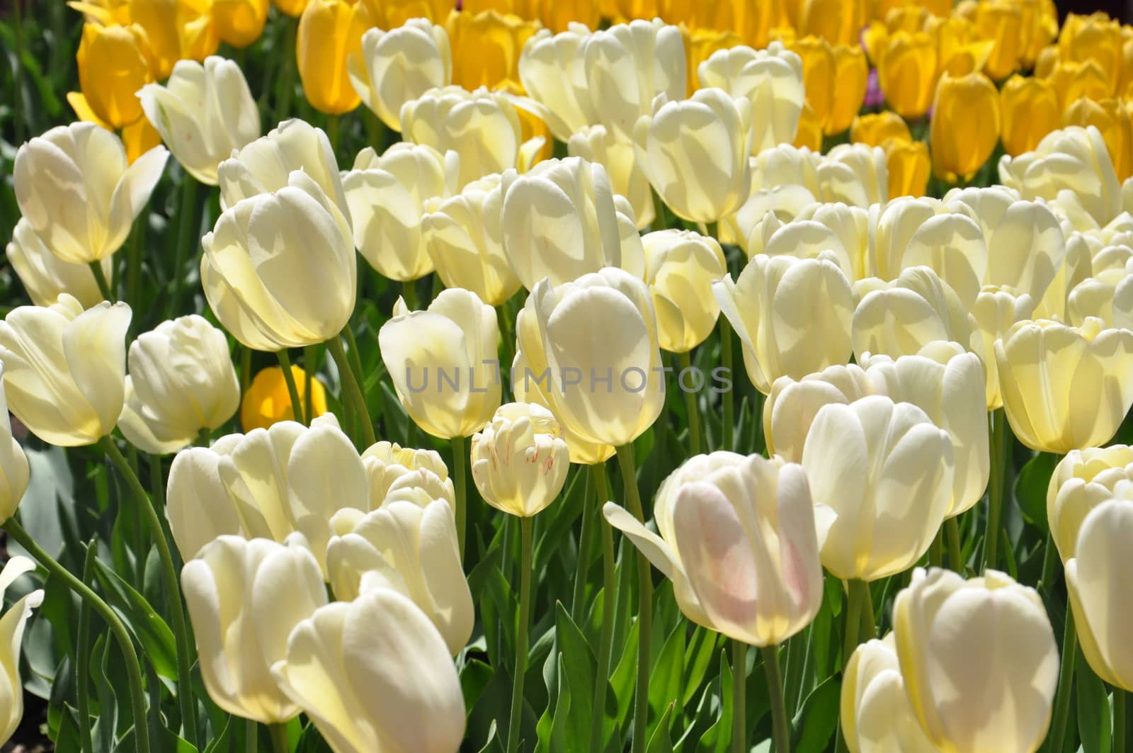 Colorful Tulips