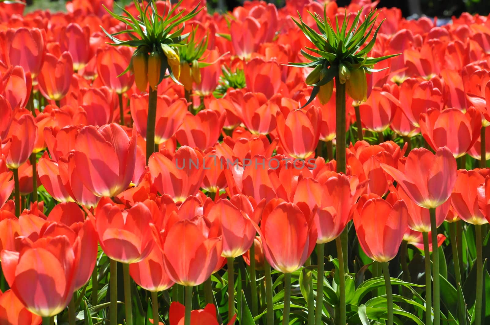 Colorful Tulips