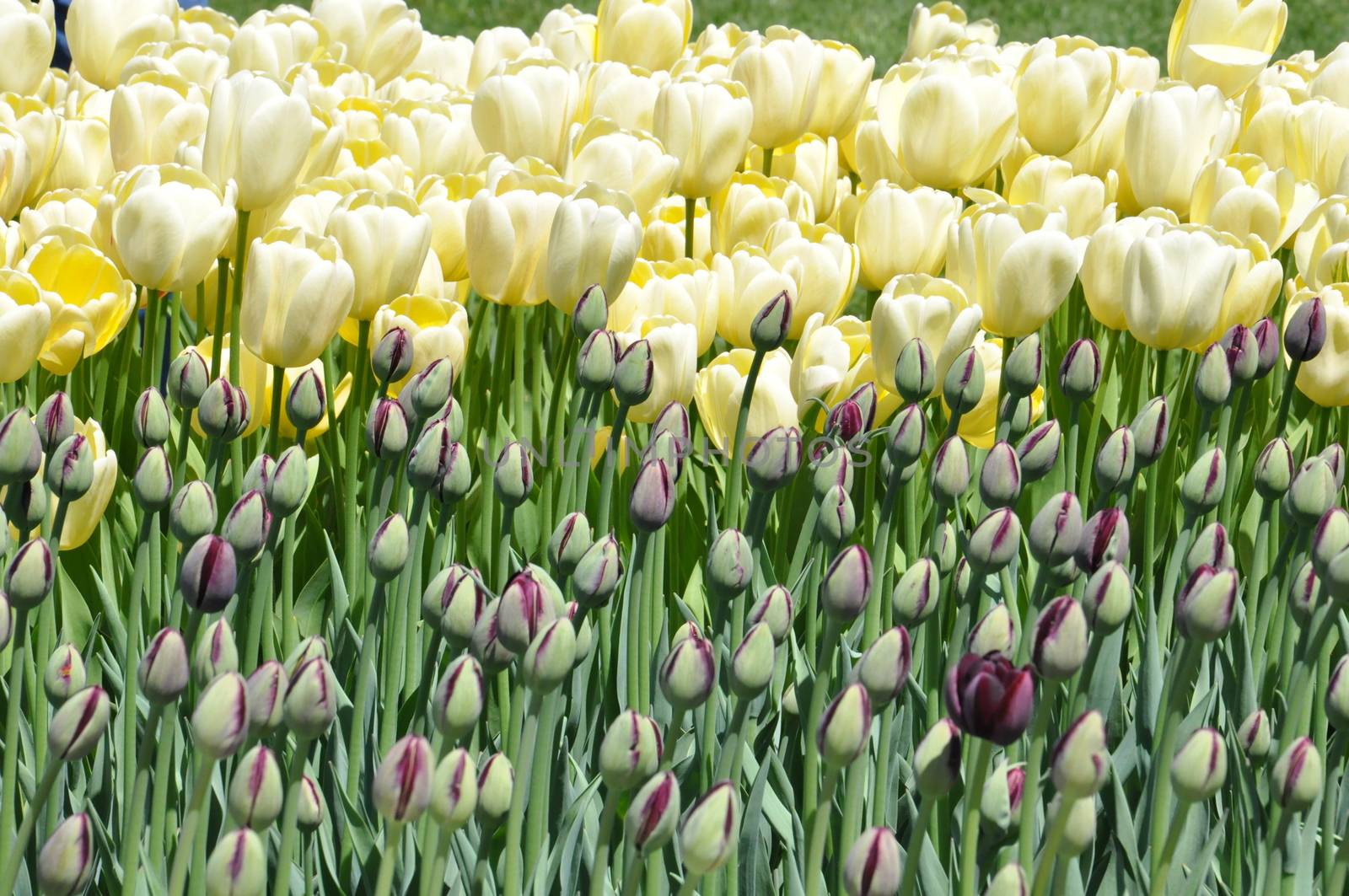 Colorful Tulips