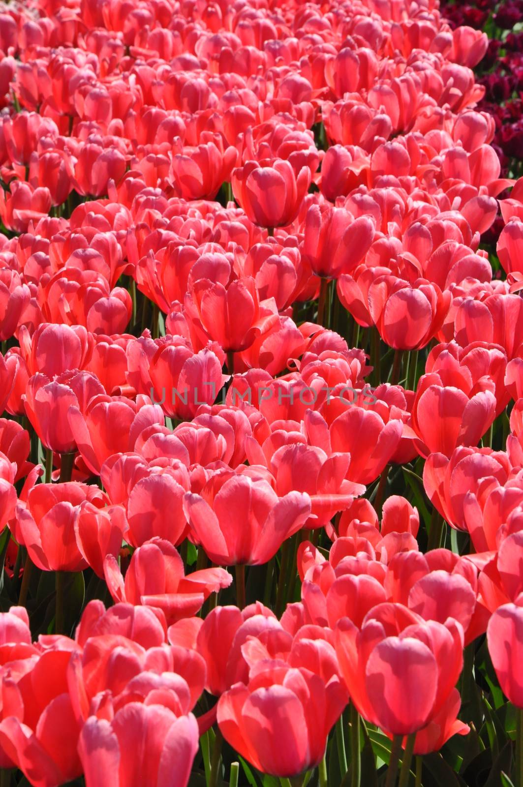 Colorful Tulips