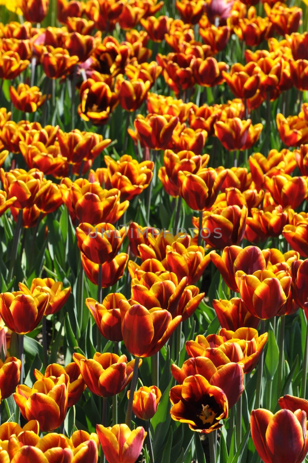 Colorful Tulips