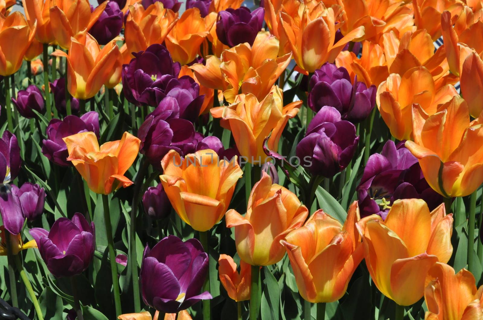 Colorful Tulips