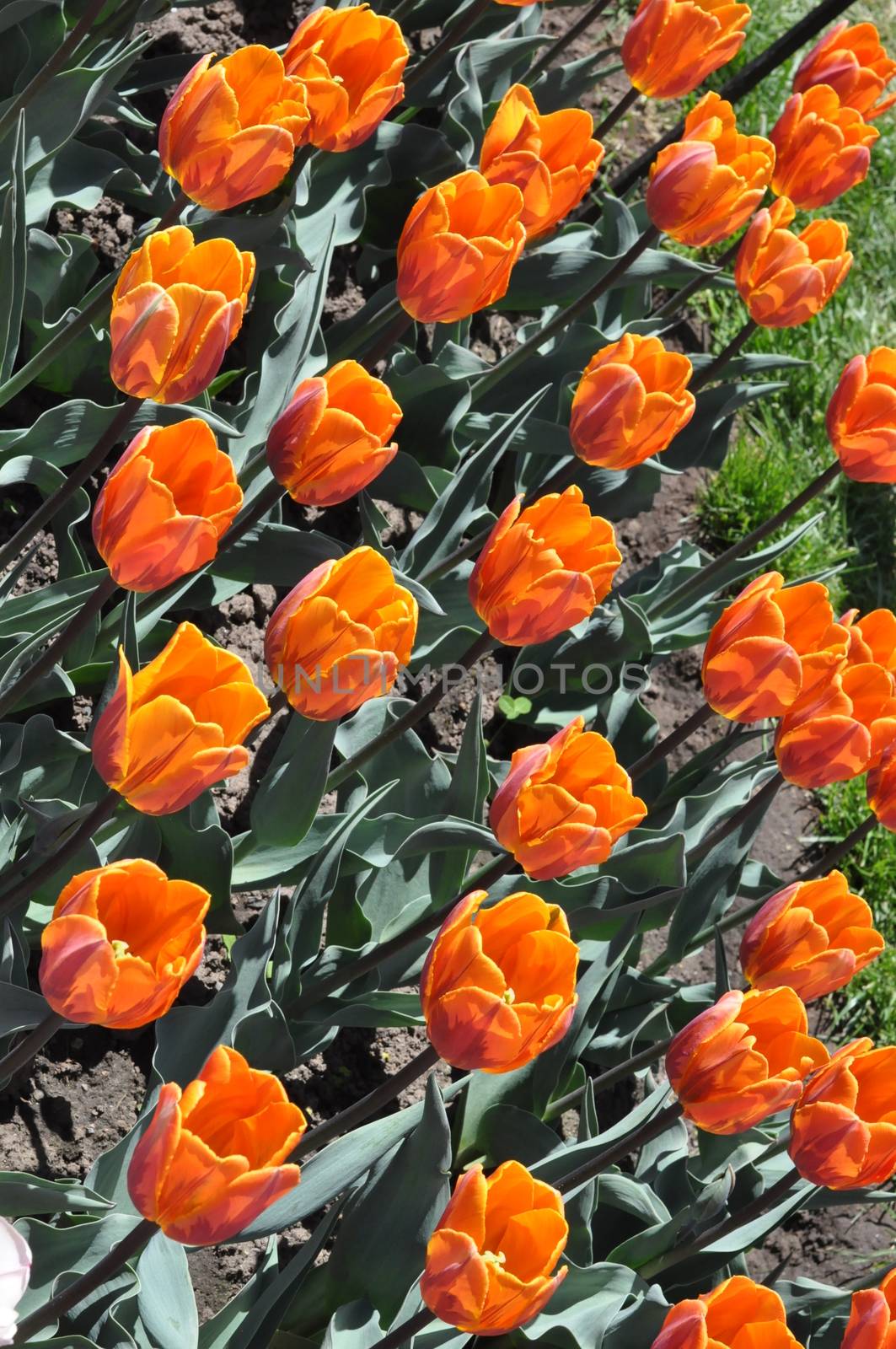 Colorful Tulips