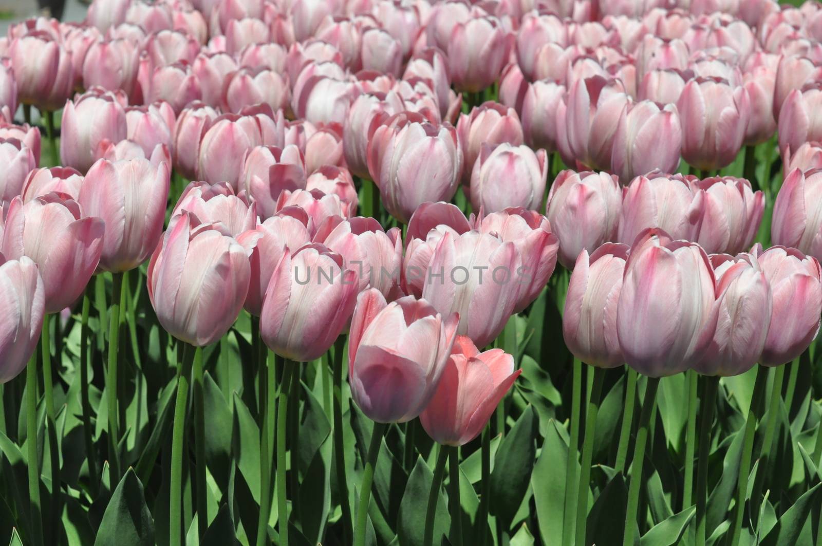 Tulips by sainaniritu