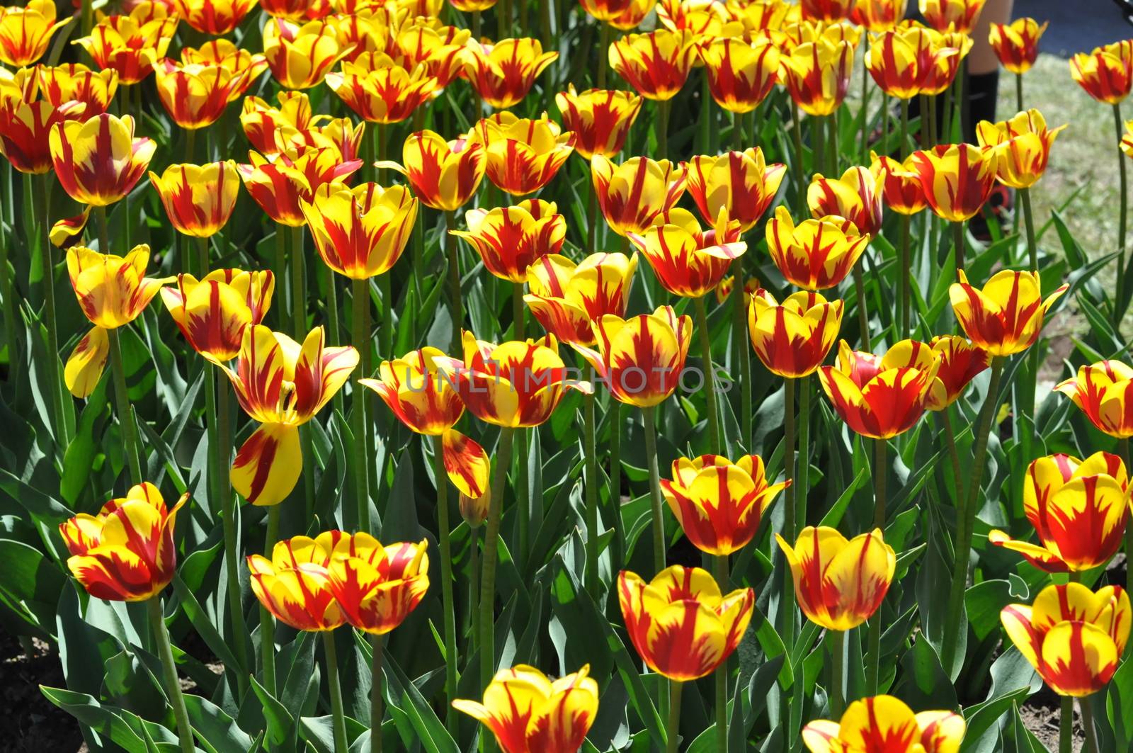 Colorful Tulips