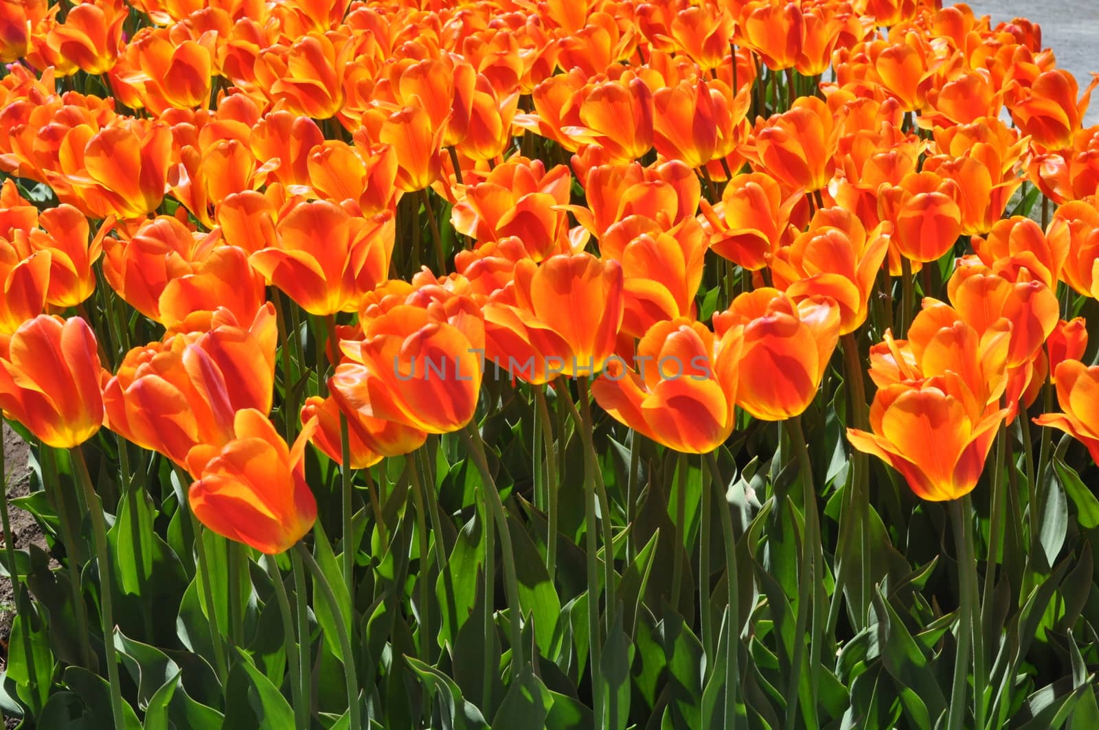 Colorful Tulips