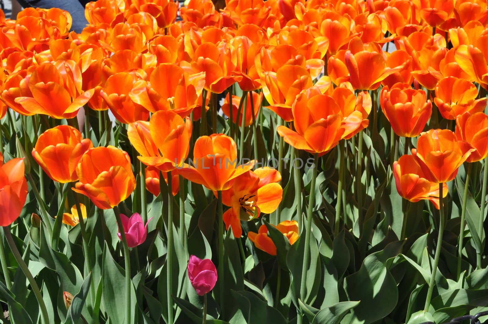 Colorful Tulips