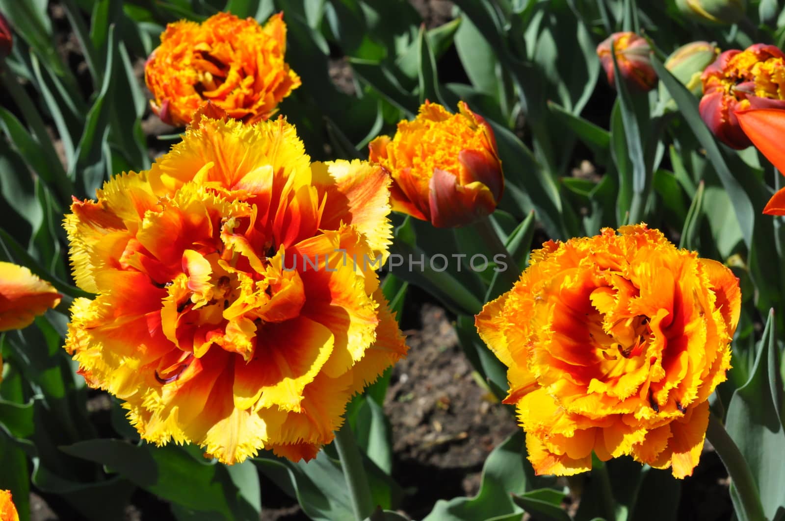 Colorful Tulips