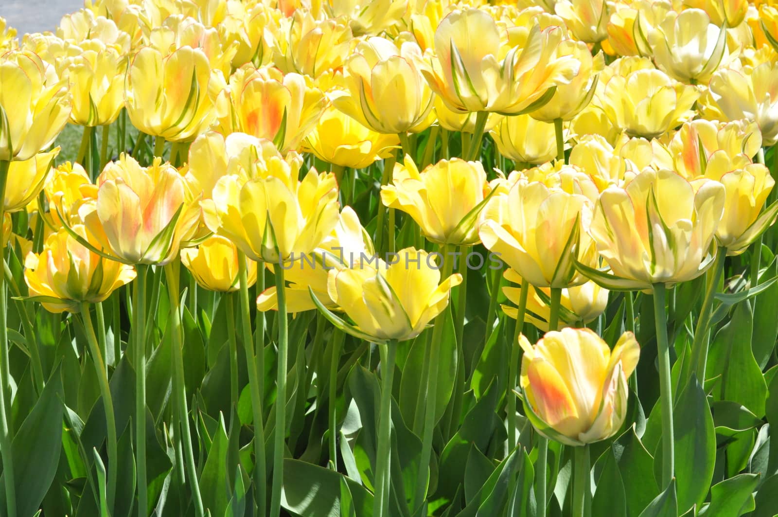 Colorful Tulips