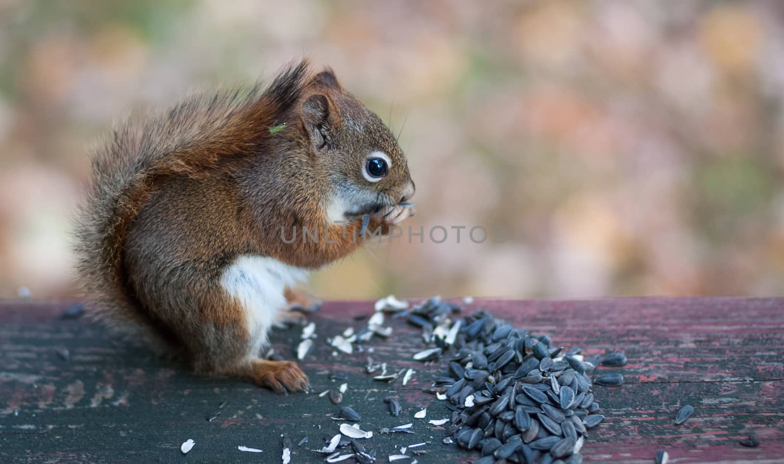 A red squirrel sits down to eat seeds.