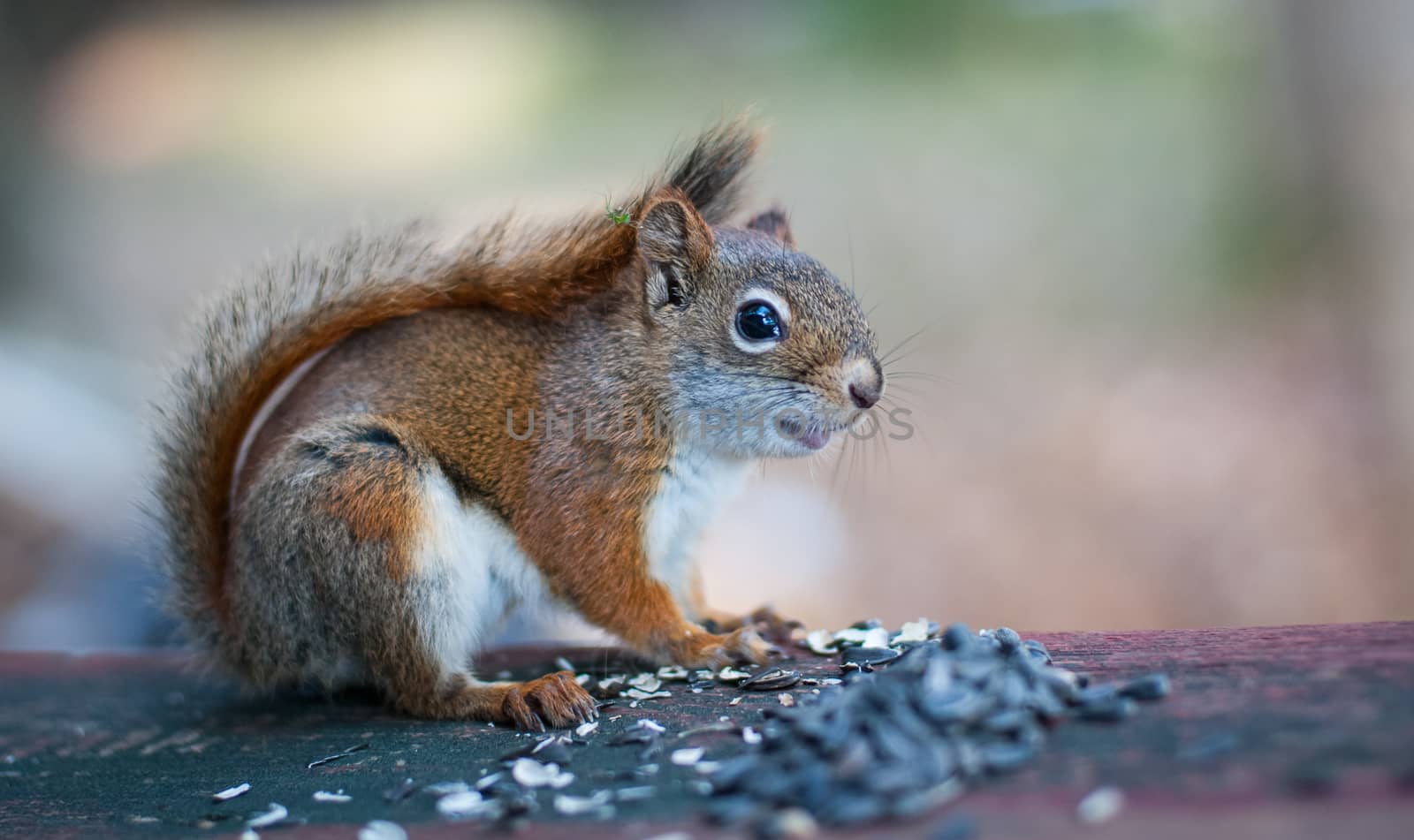 A red squirrel in a Northern Ontario woods sits down on a patio railing to eat sunflower seeds.