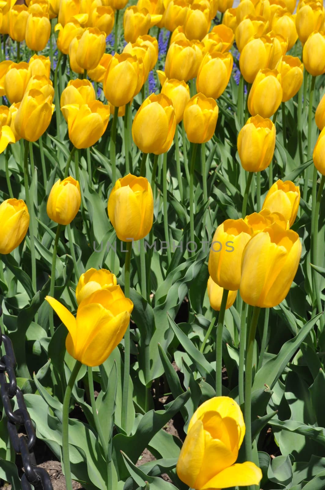 Colorful Tulips