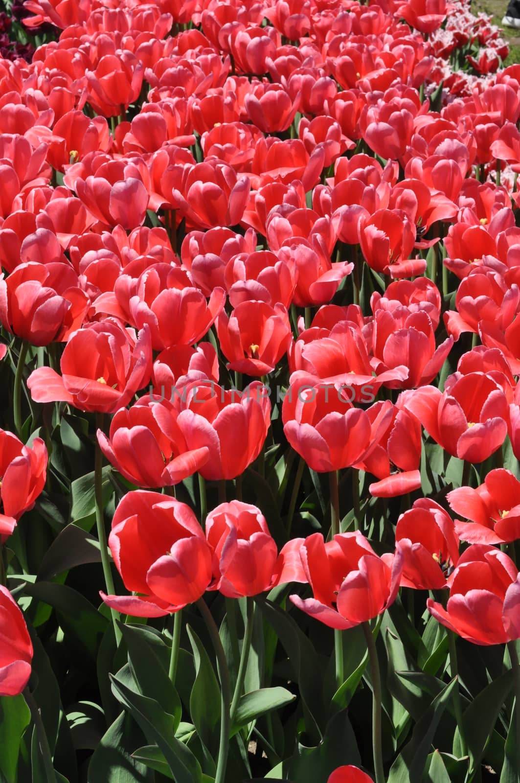 Colorful Tulips