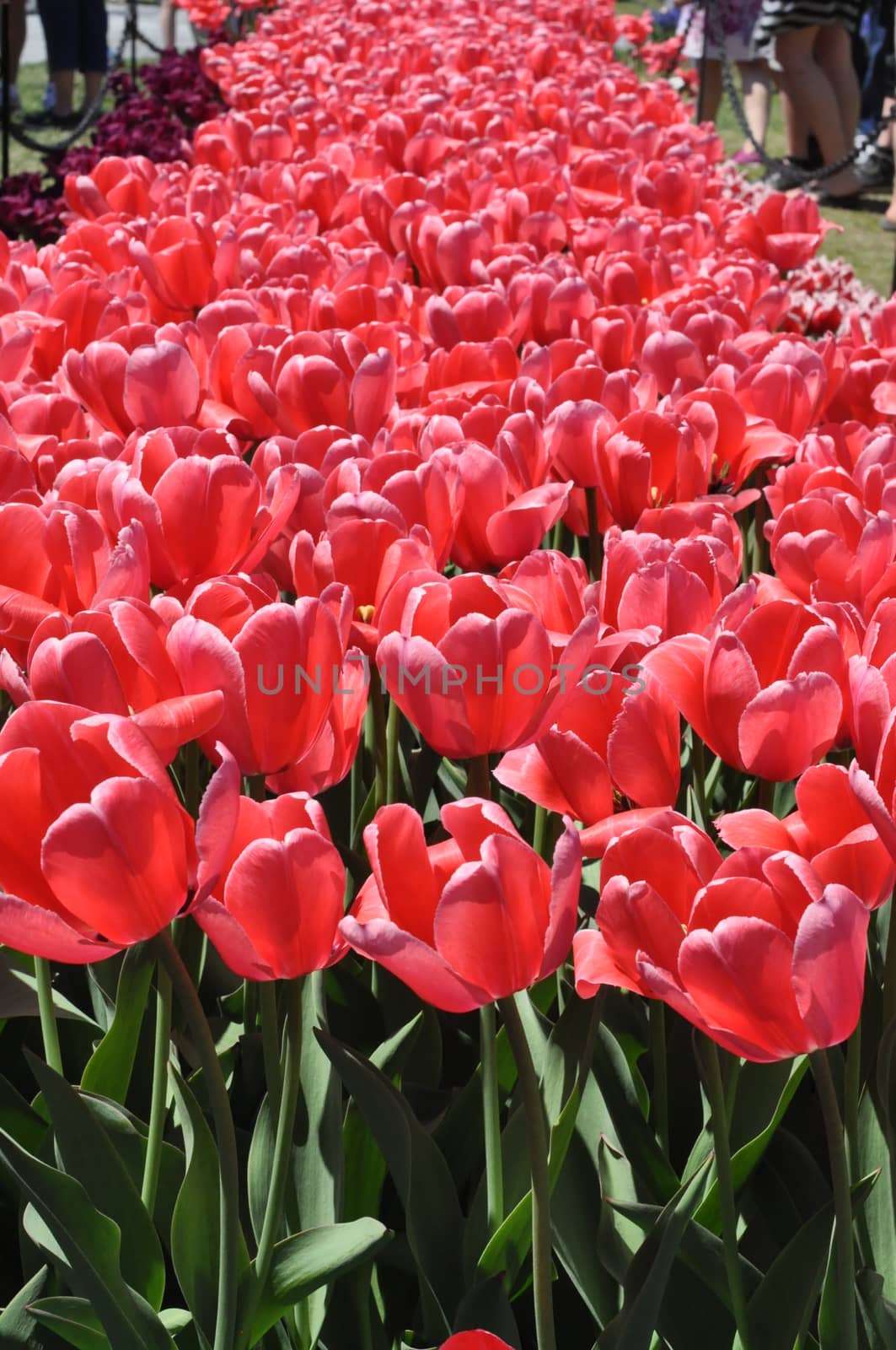 Colorful Tulips