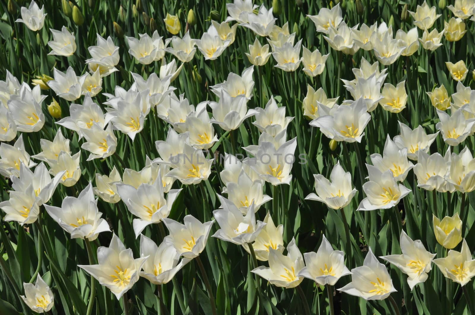 Colorful Tulips