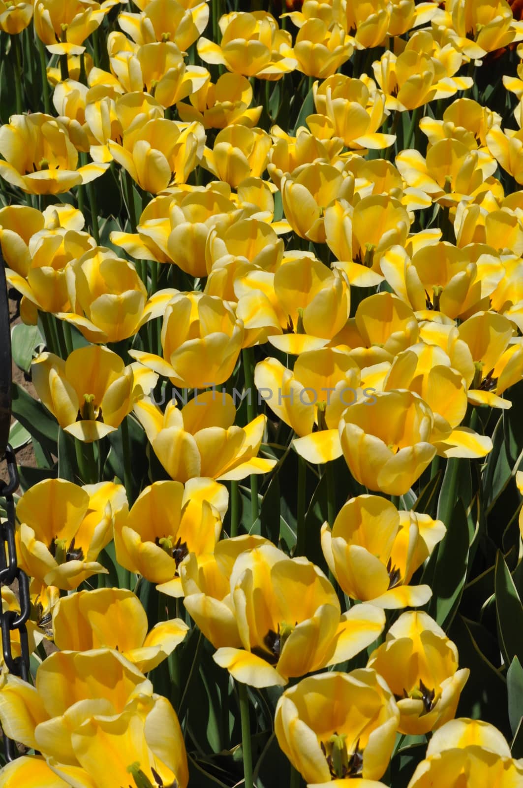 Colorful Tulips