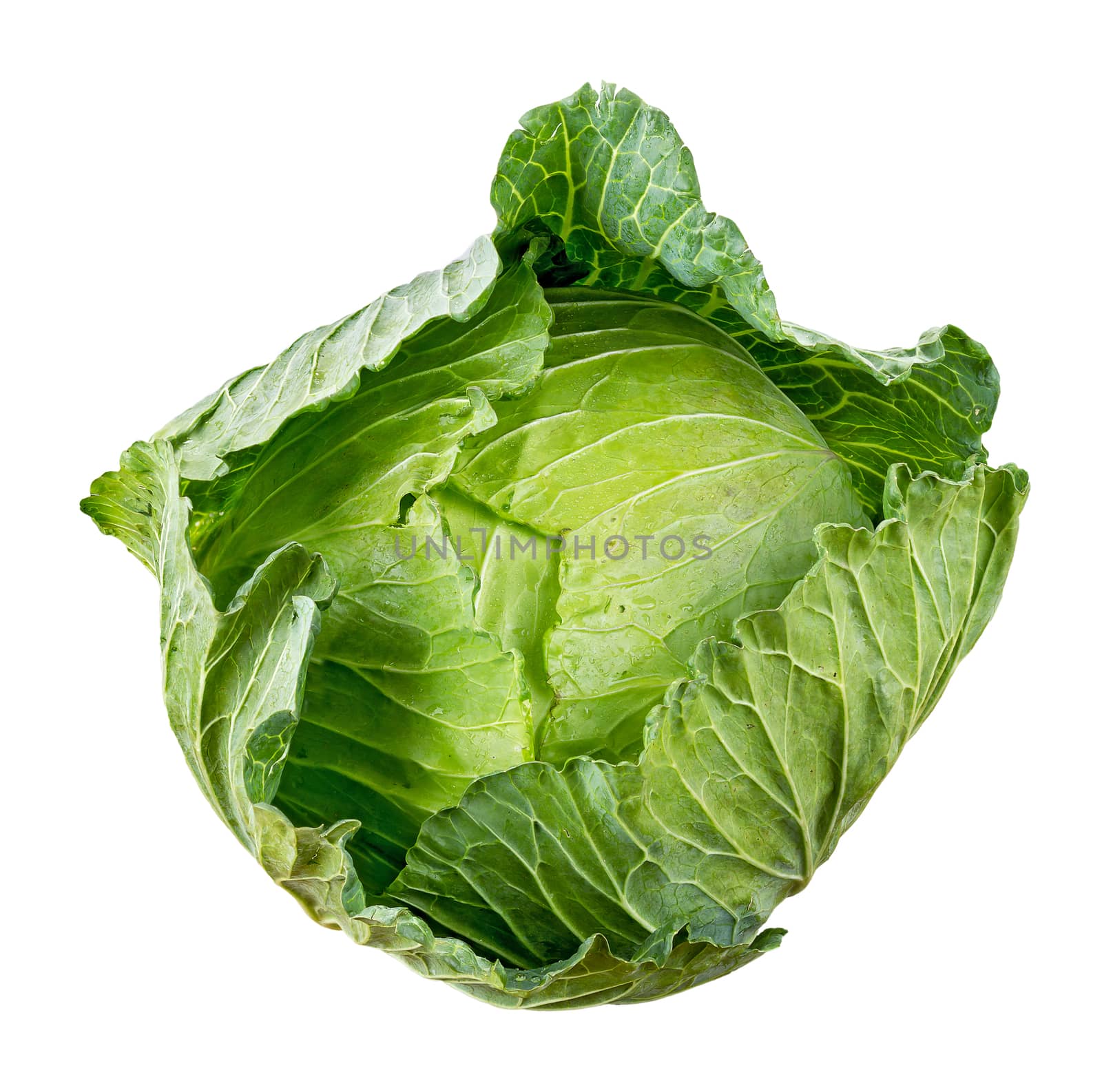 Cabbage isolated on white background