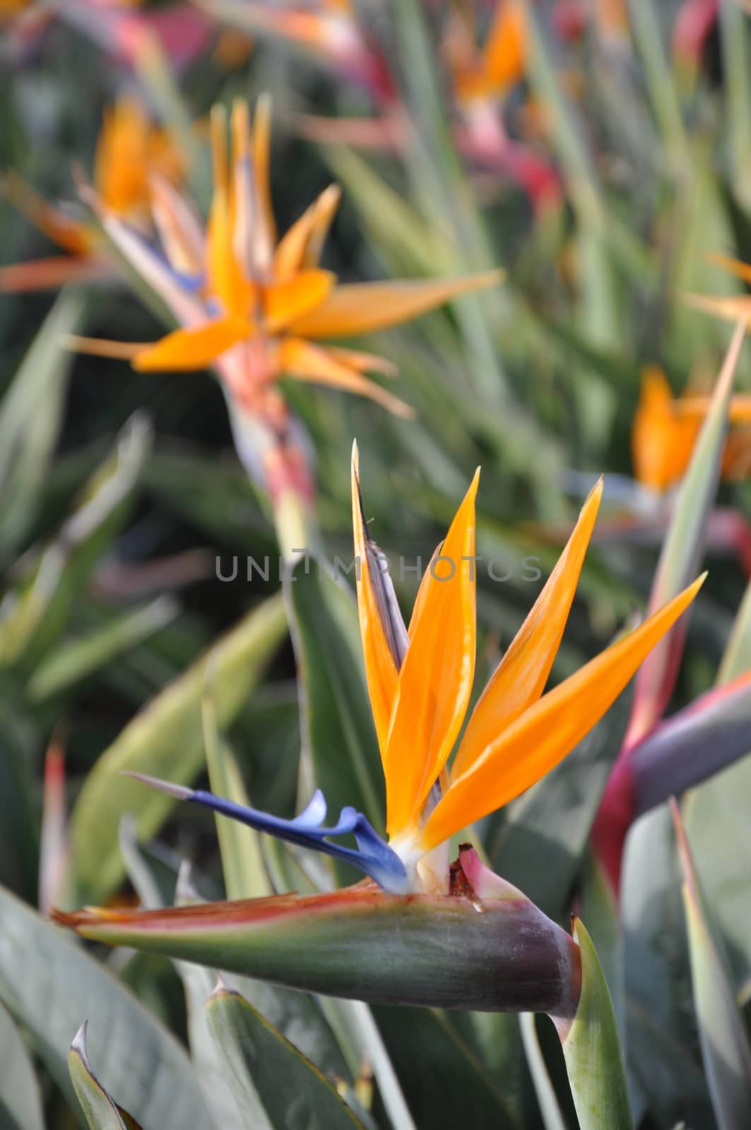 Bird of Paradise Flower by sainaniritu