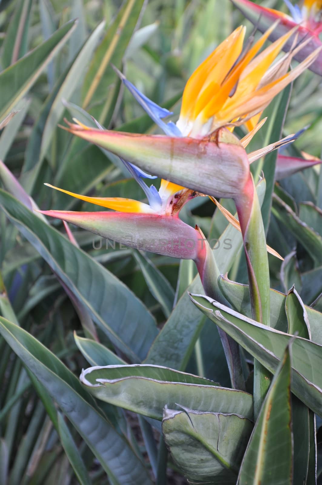 Bird of Paradise Flower