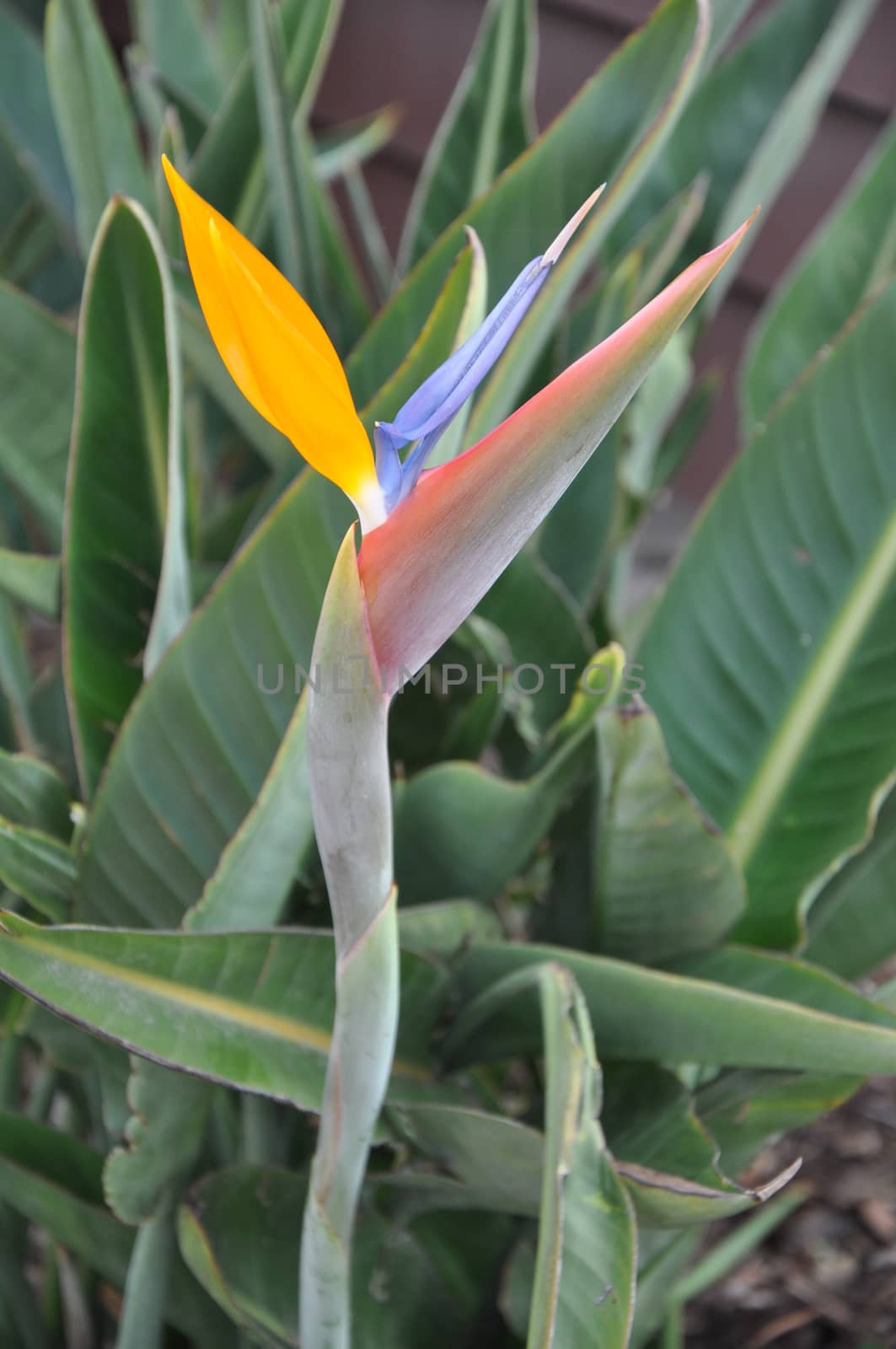 Bird of Paradise Flower