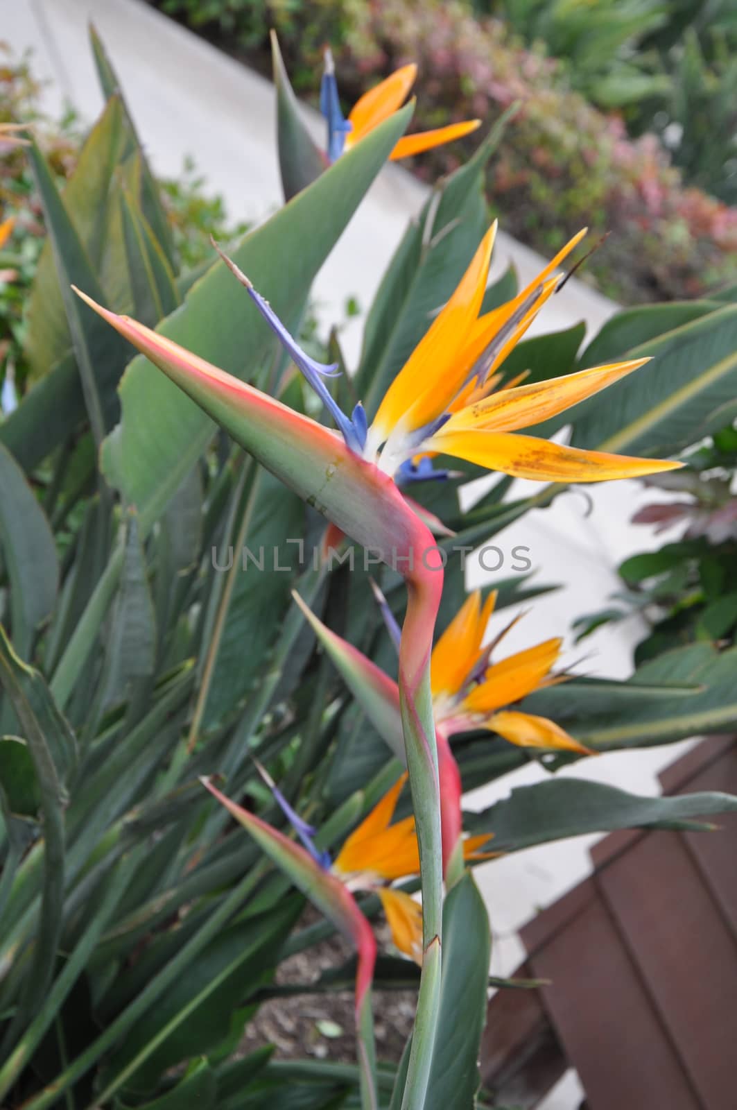 Bird of Paradise Flower