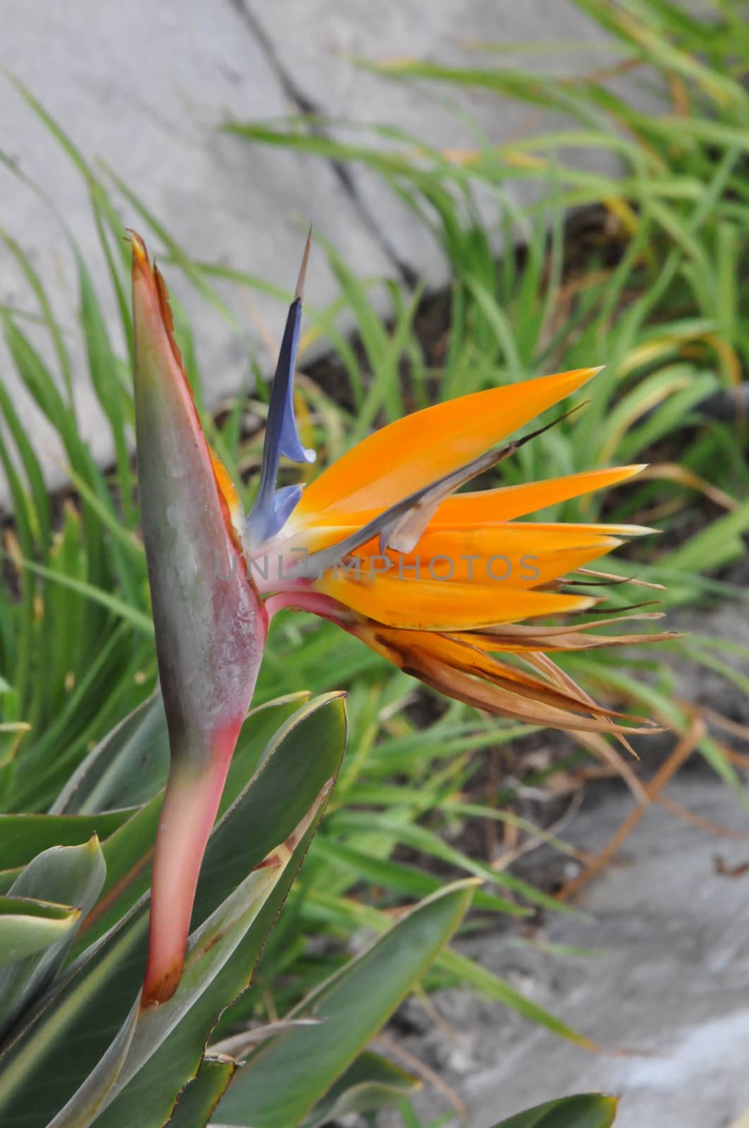 Bird of Paradise Flower