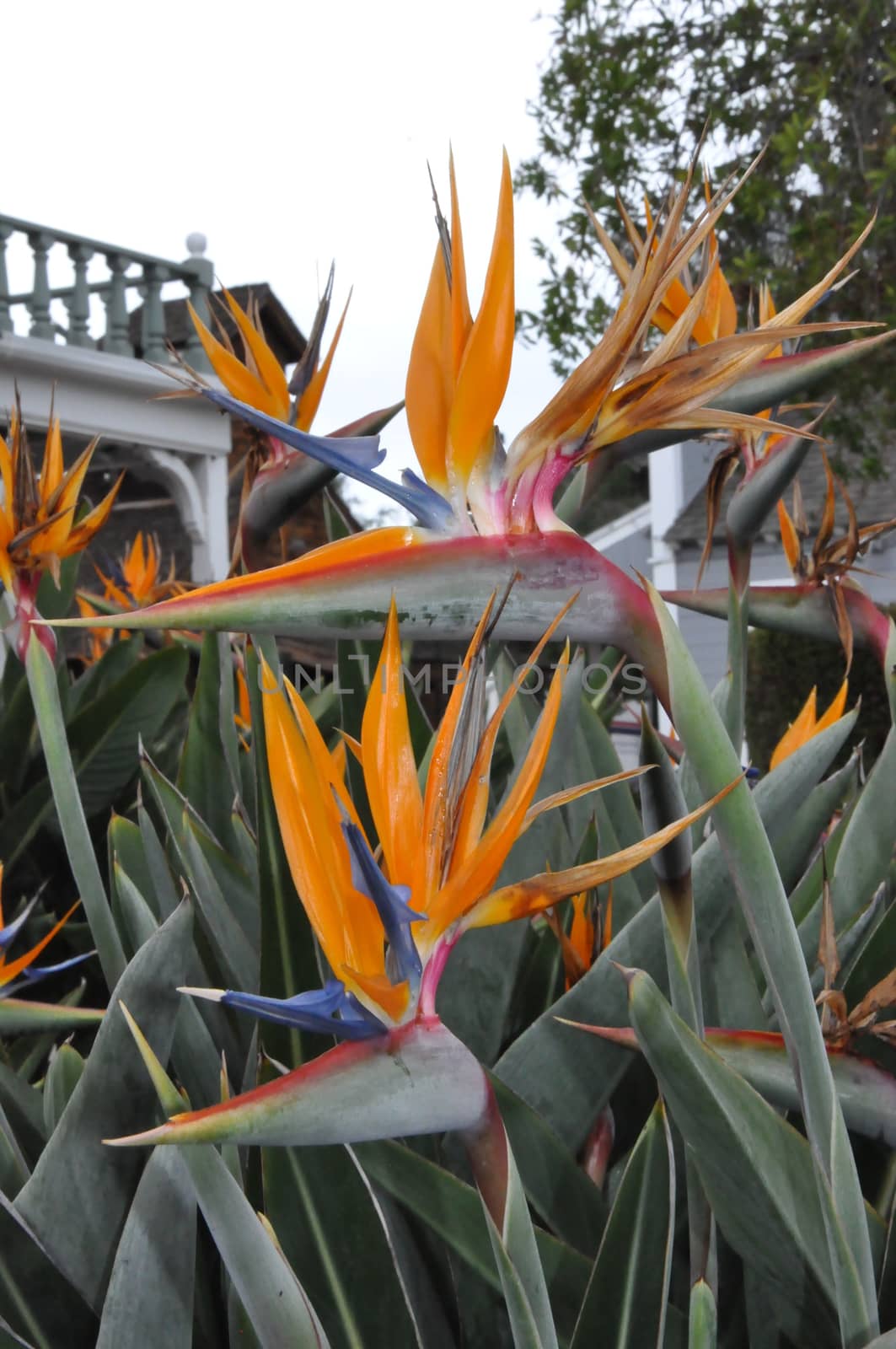 Bird of Paradise Flower by sainaniritu