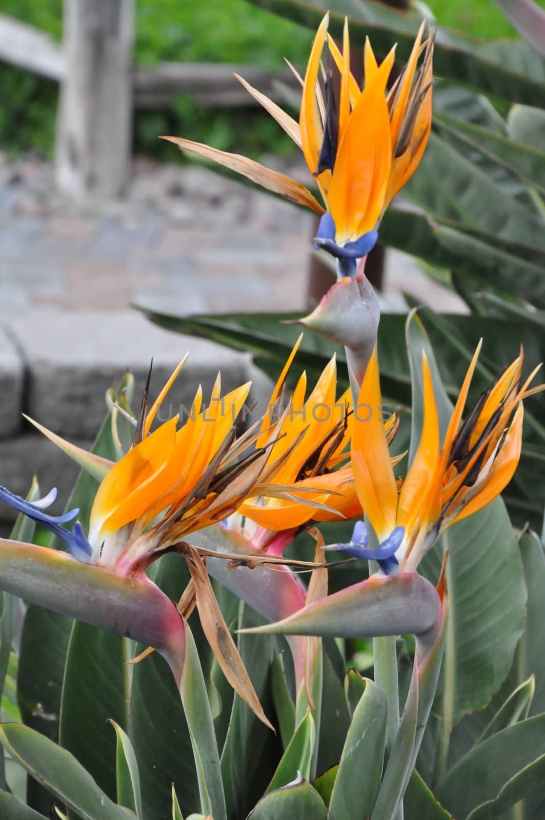 Bird of Paradise Flower by sainaniritu