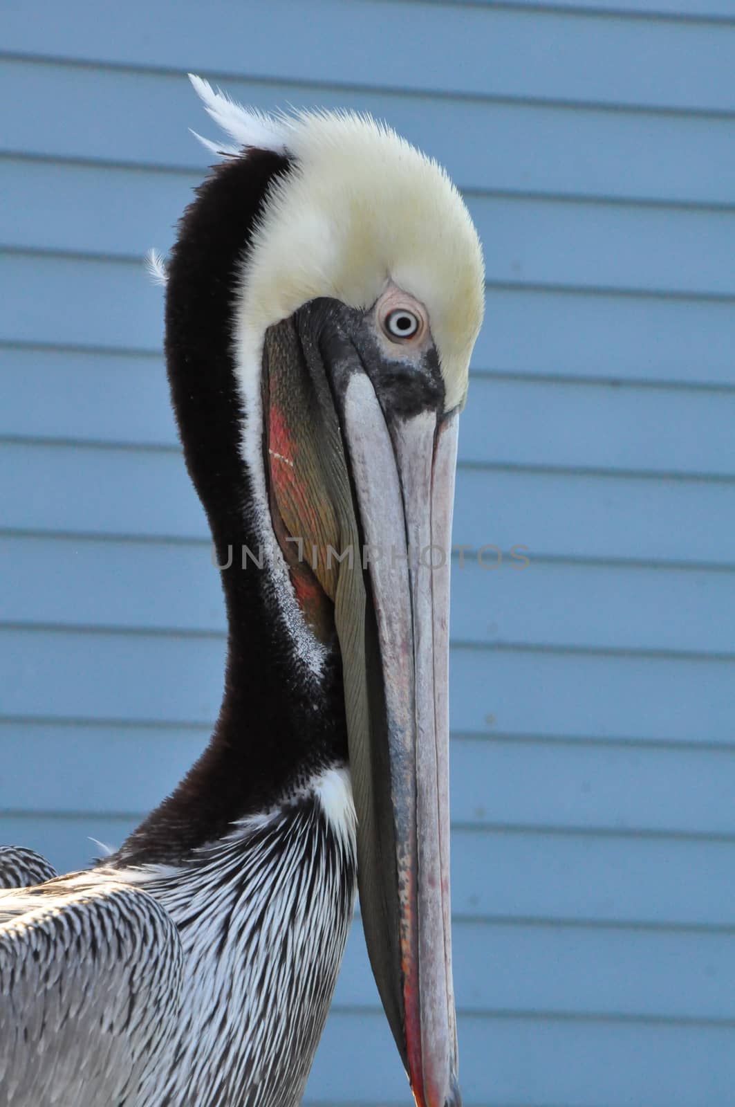 Pelican in Oceanside, California