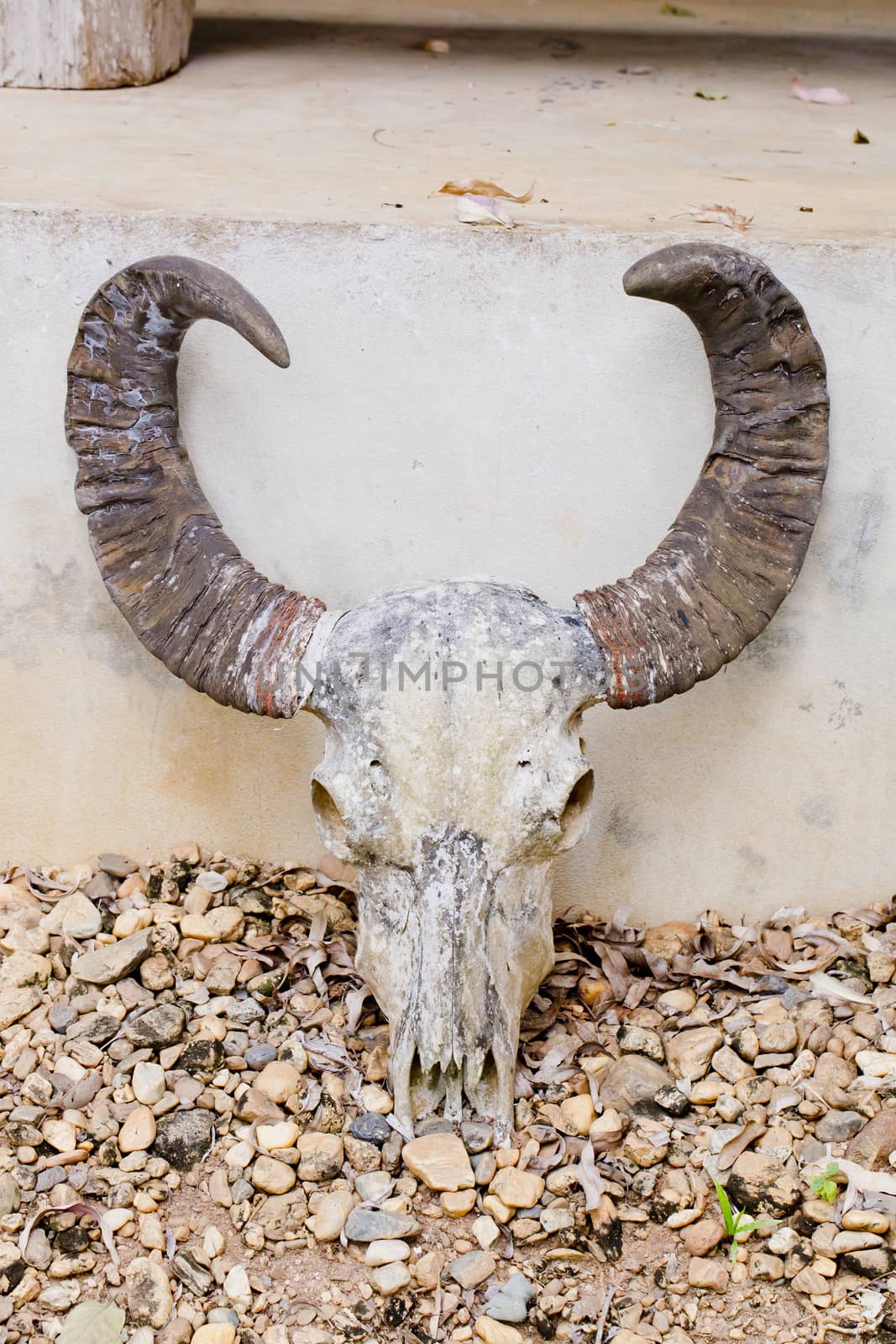 head skull of bull