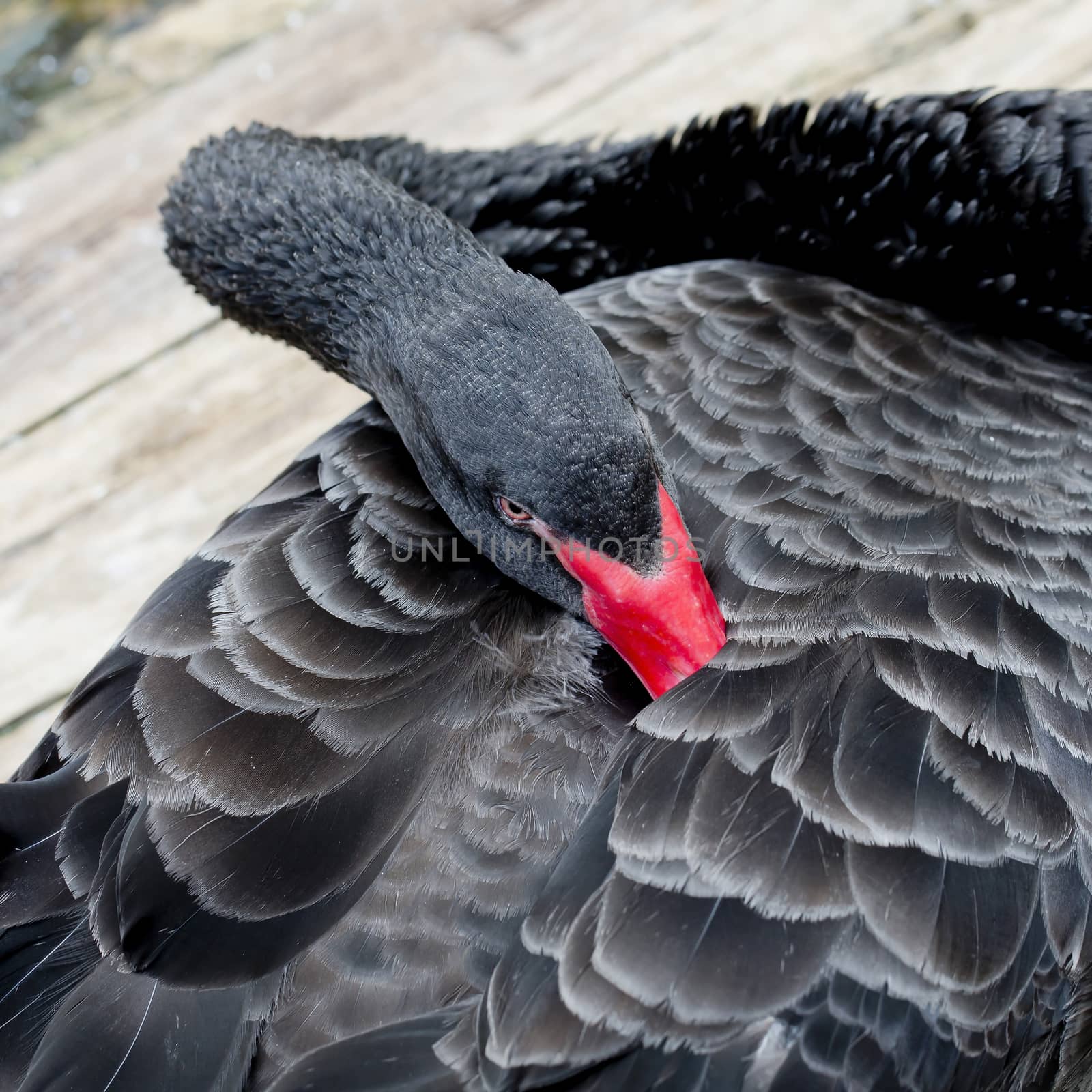 Close up Portrait of a black swan with red beak by art9858