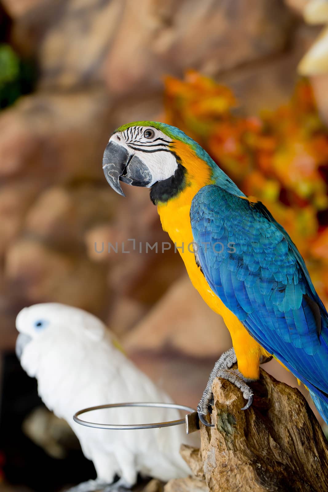 couple macaws sitting on log.