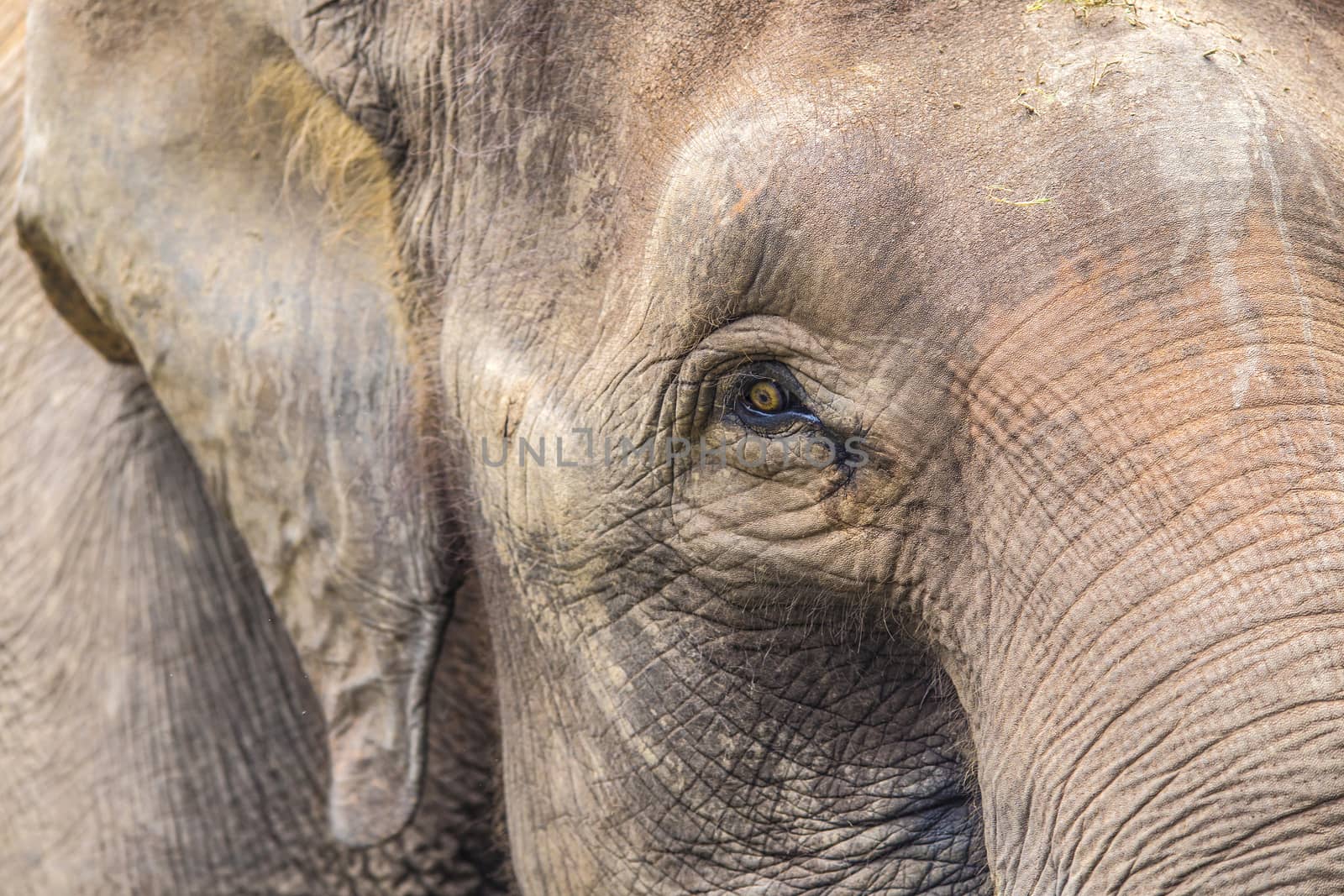 Close up view of elephant face