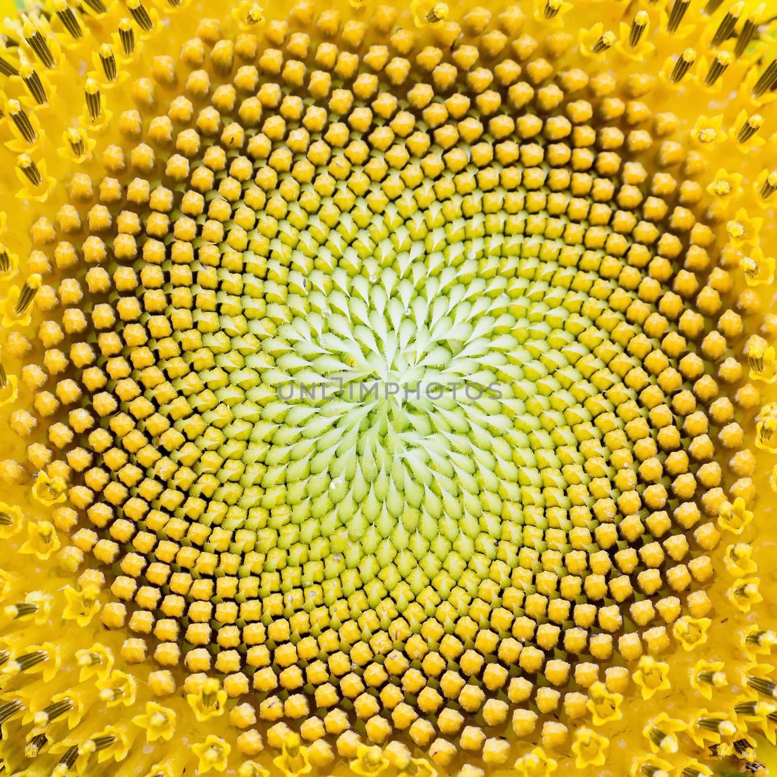 close-up of sunflower. by art9858